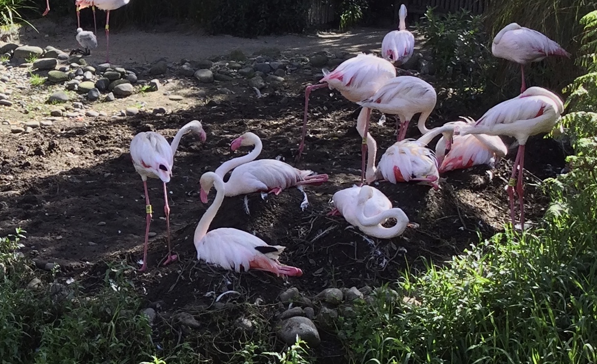 Greater Flamingo Flock