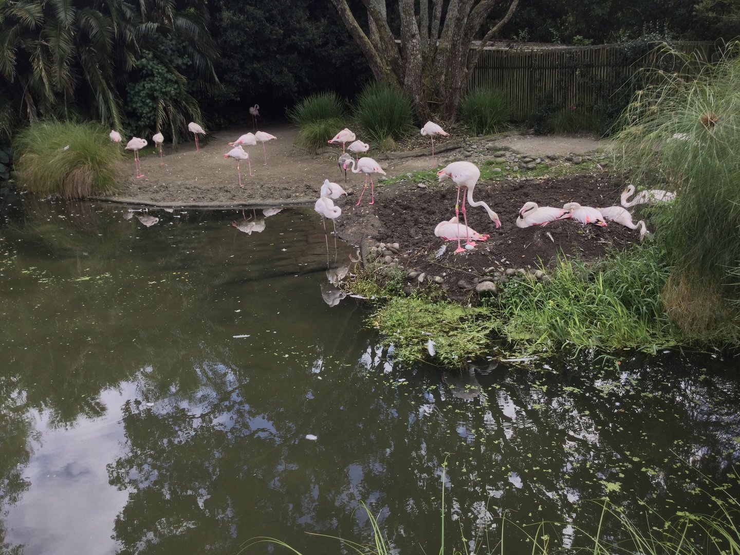 Greater Flamingo Flock