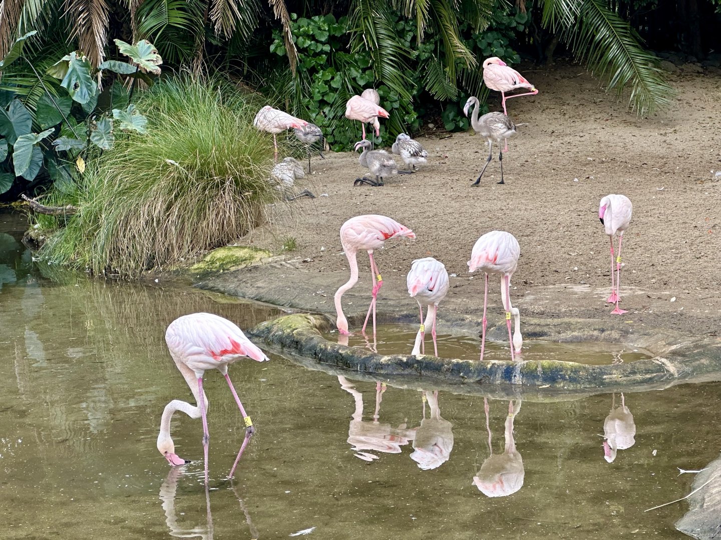 Greater Flamingo Flock