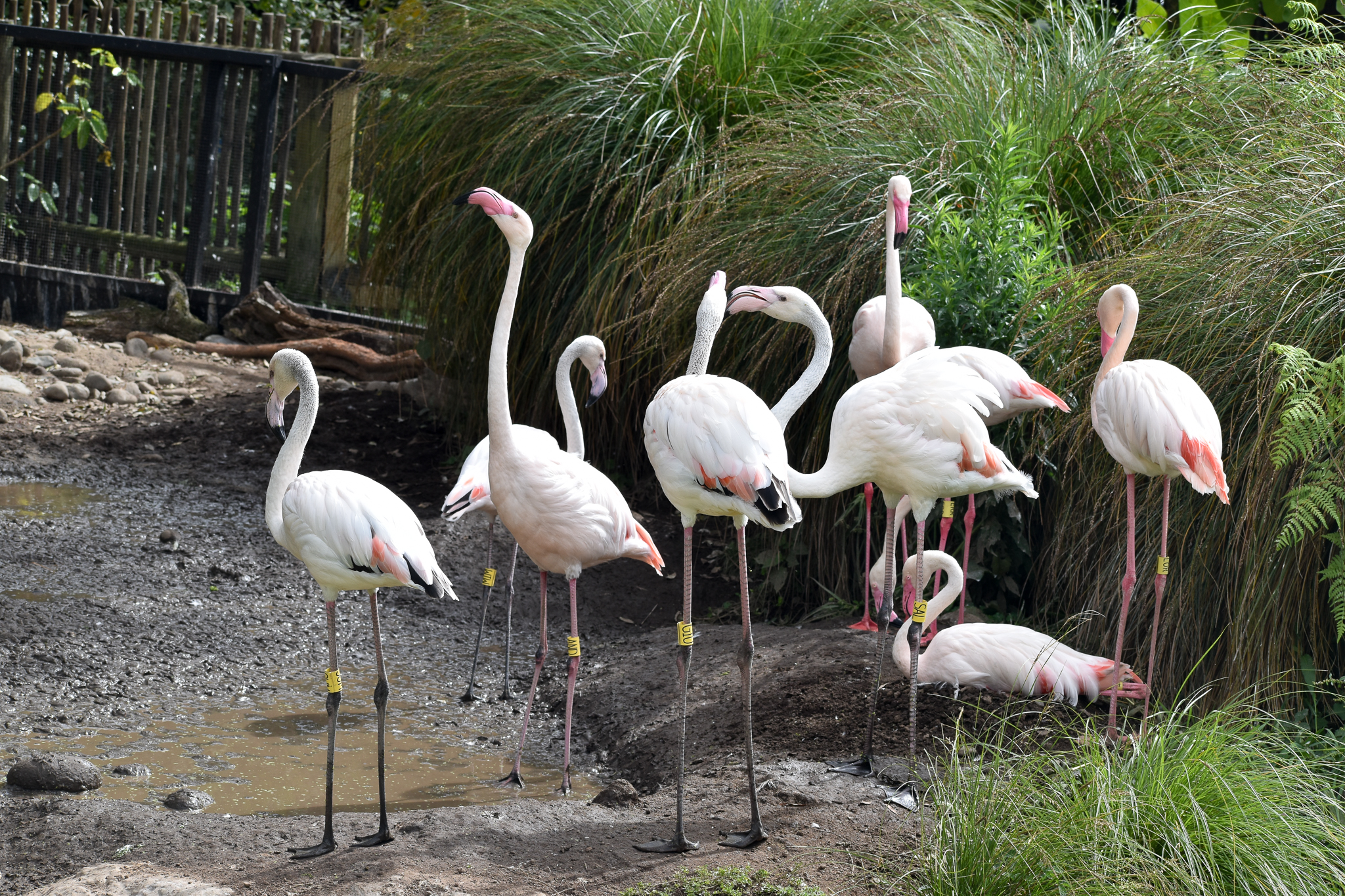 Greater Flamingo flock