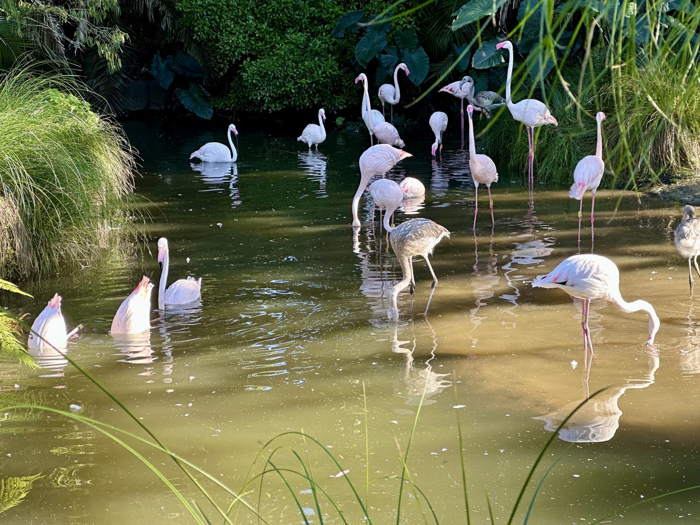 Greater Flamingo Flock