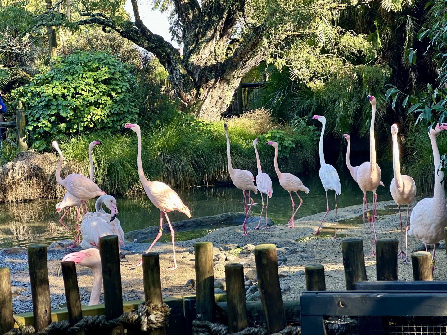 Greater Flamingo Flock