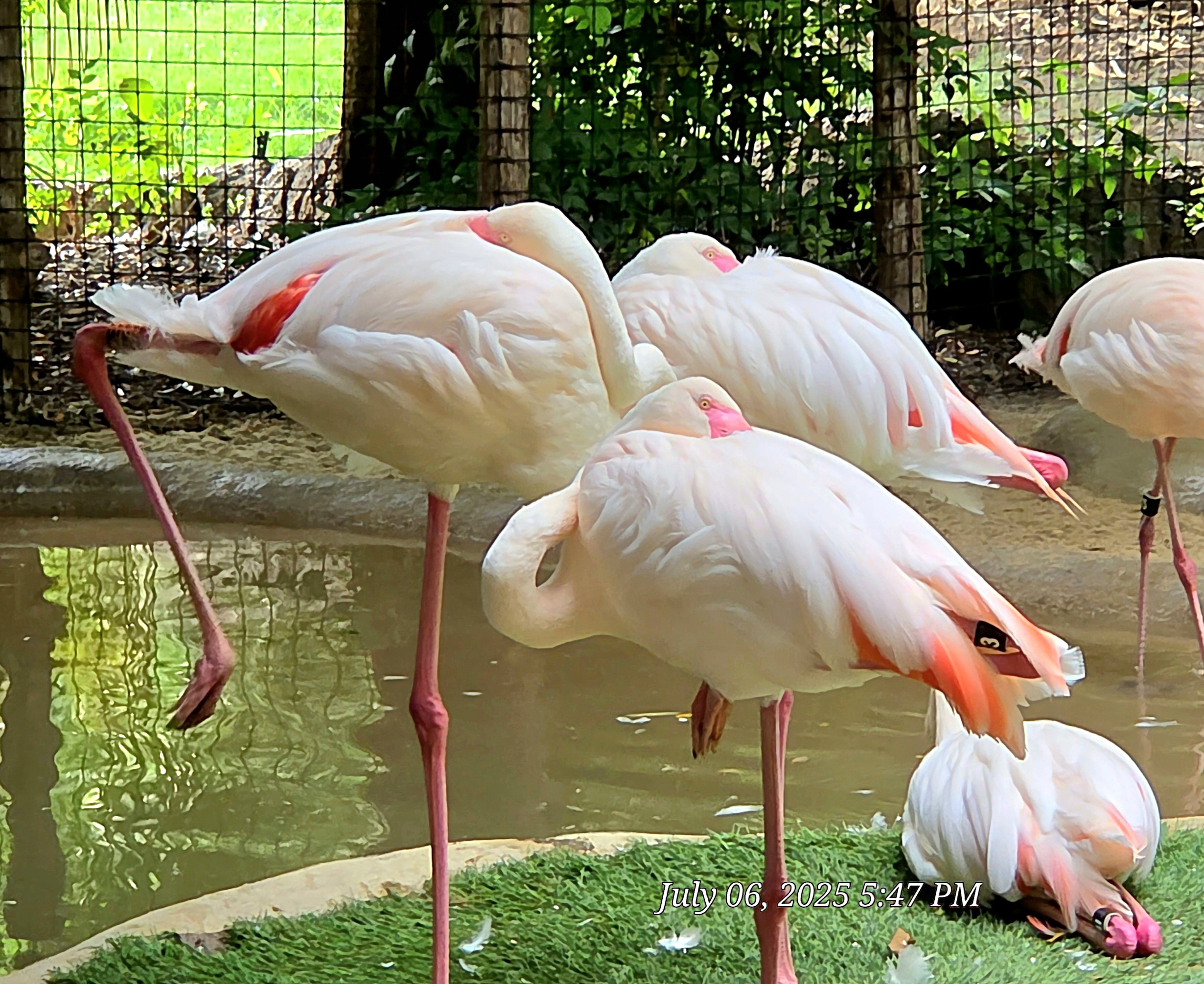 Greater Flamingo - Fort Worth Zoo