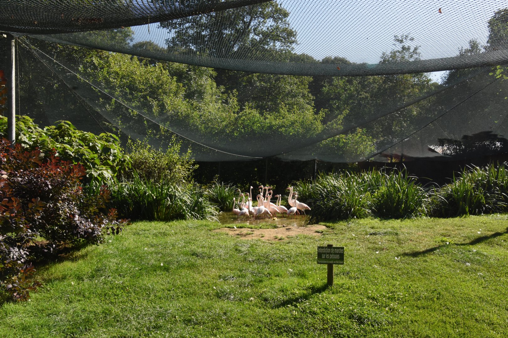Greater Flamingo & Glossy Ibis aviary