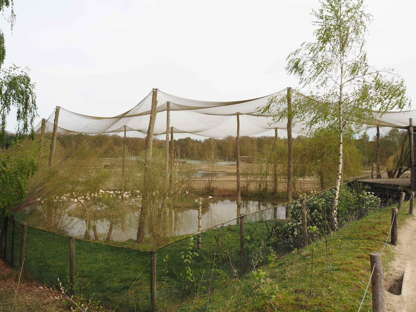 Greater flamingo, Hamerkop and Hadada ibis aviary, 2024-04-06