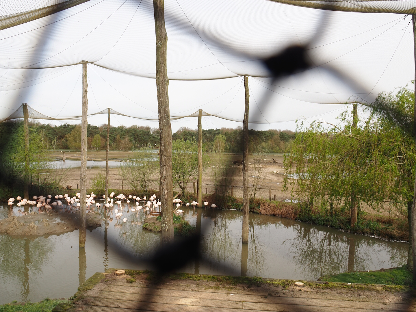 Greater flamingo, Hamerkop and Hadada ibis aviary, 2024-04-06