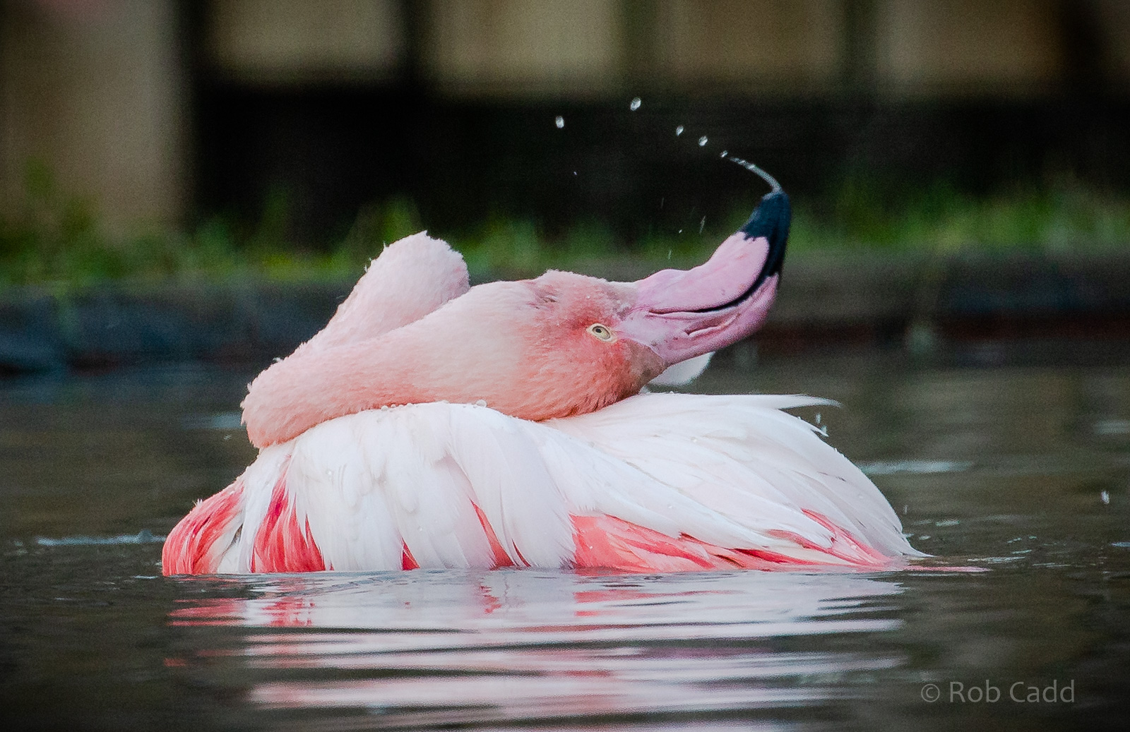 Greater flamingo : Hamerton : 02 Dec 2018