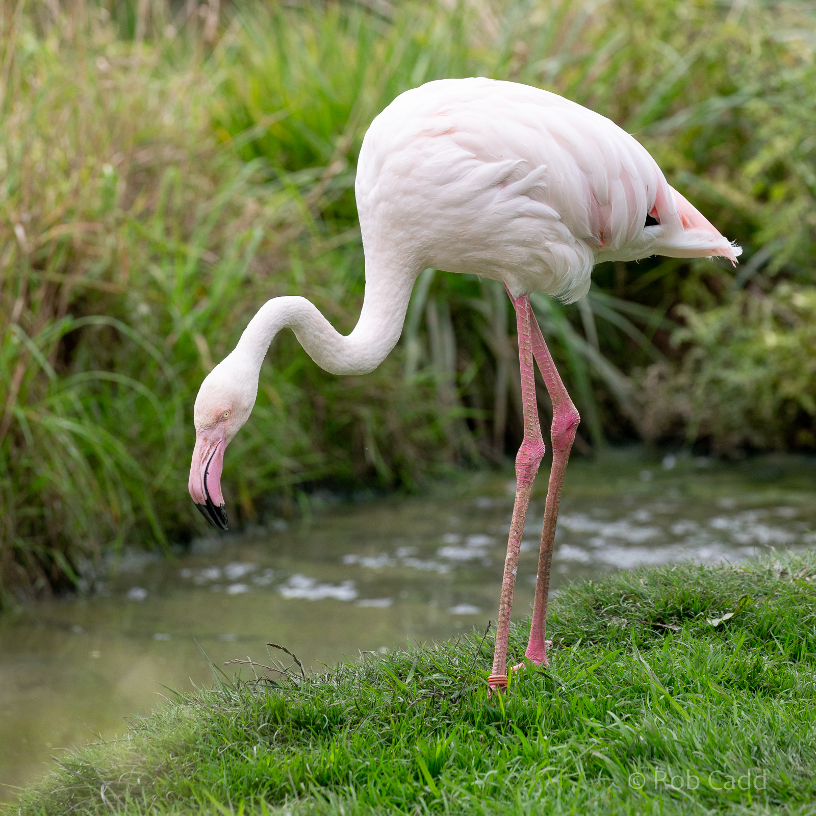 Greater flamingo : Hamerton : 06 Sep 2020