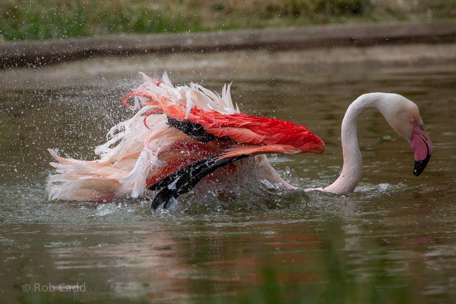 Greater flamingo : Hamerton : 15 Jun 2018
