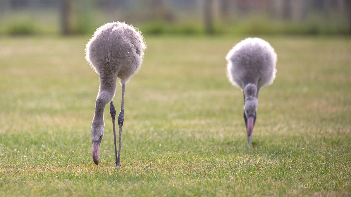 Greater flamingo : Hamerton : 15 Sep 2019
