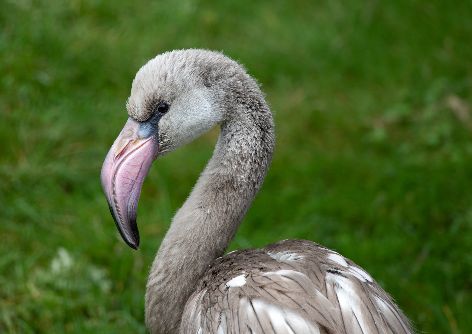 Greater Flamingo / Hamerton / 25-10-19