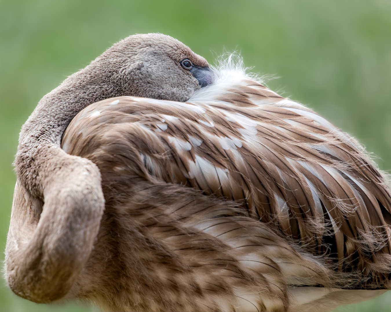 Greater Flamingo / Hamerton / 25-7-23
