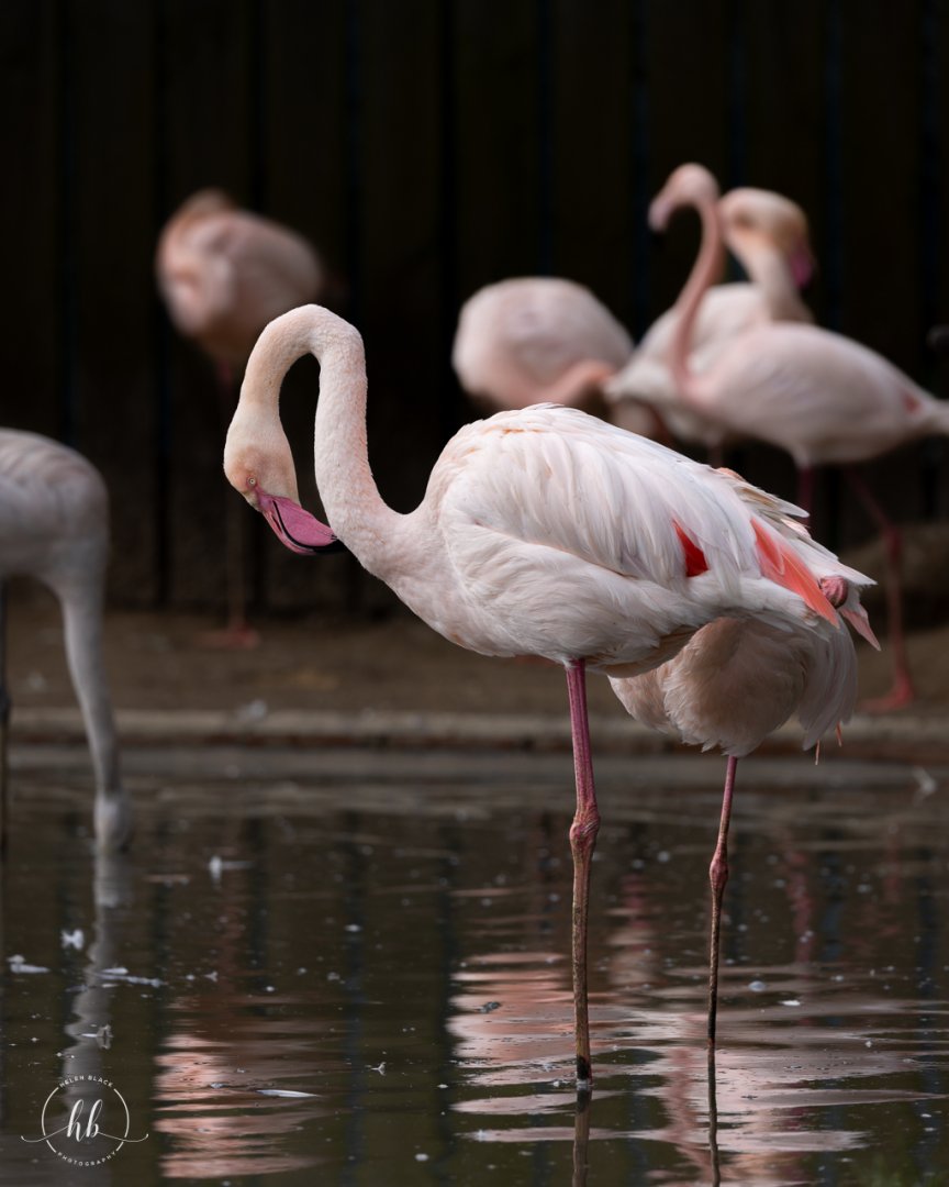 Greater Flamingo / Hamerton / 26-3-24