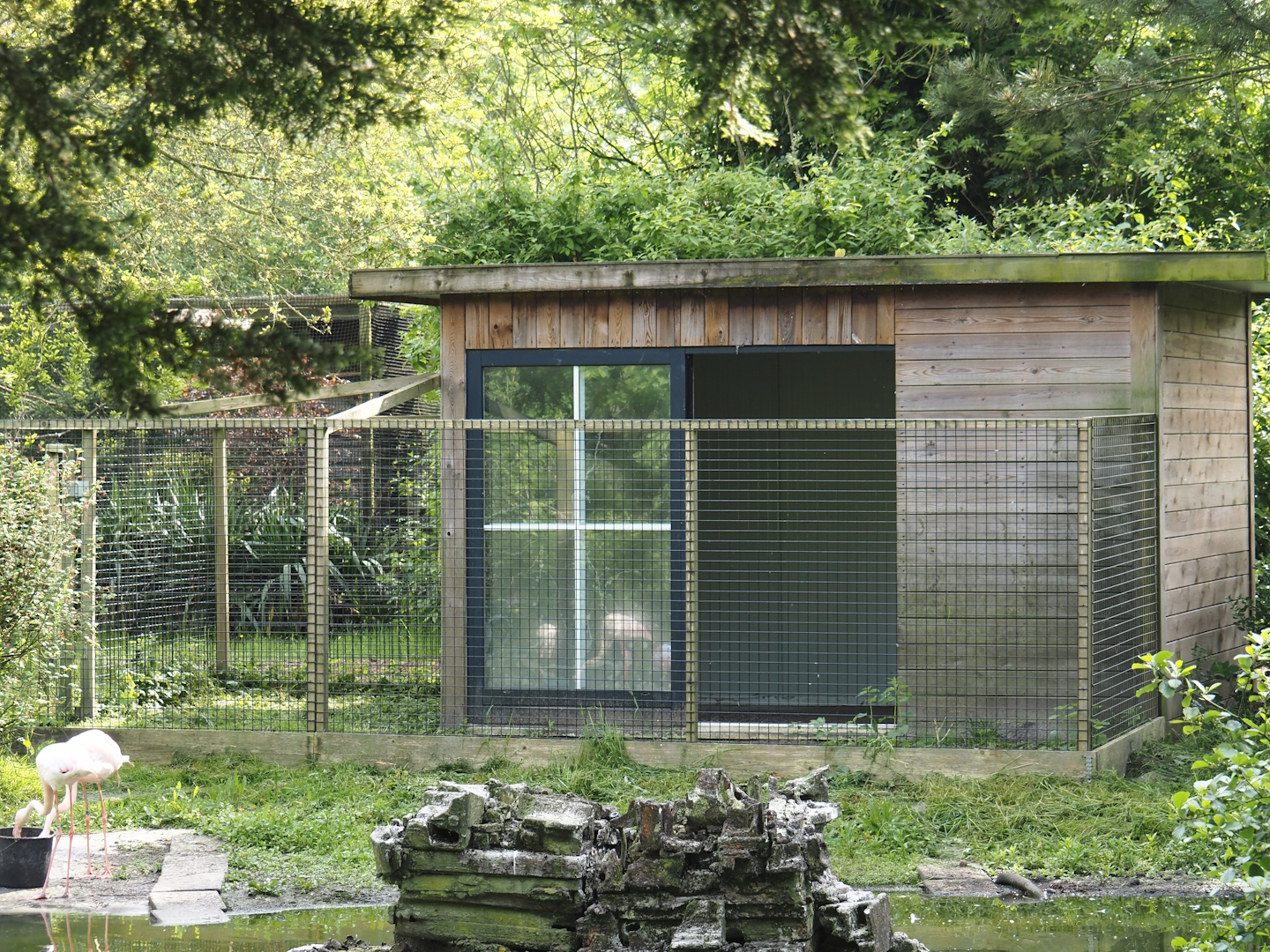 Greater flamingo holding, 2024-05-11