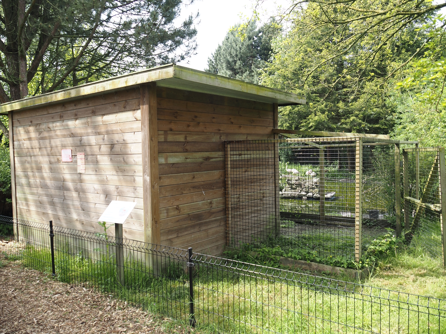 Greater flamingo holding, 2024-05-11