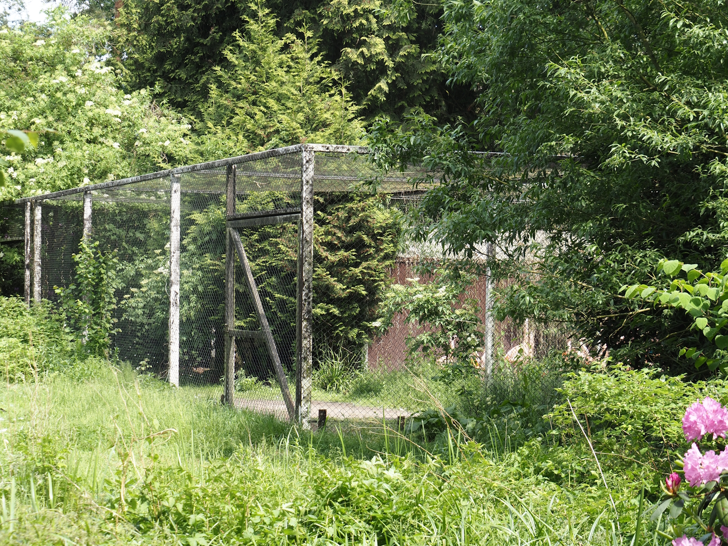 Greater flamingo holding aviary, 2024-05-21