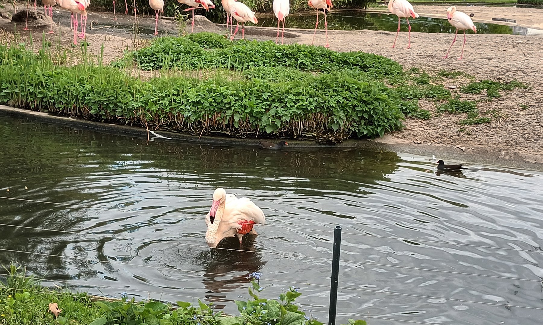 Greater Flamingo in the Water