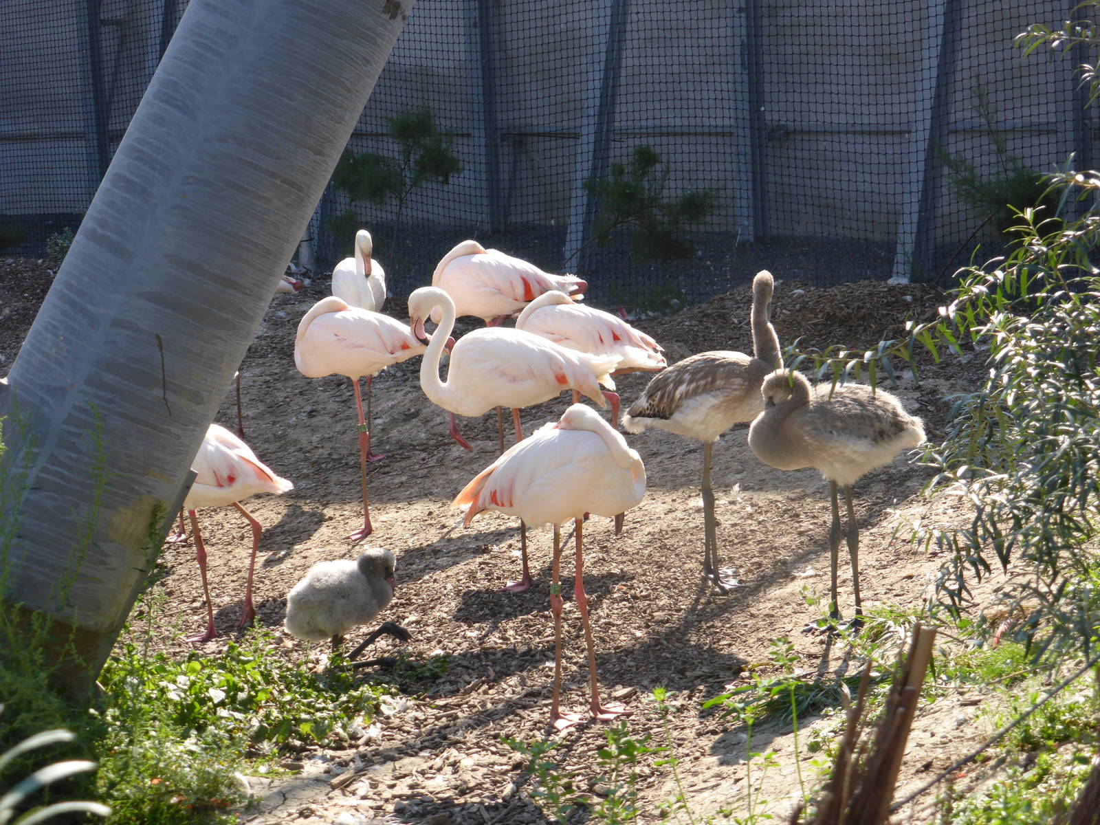 Greater flamingo in walk-through Aviary