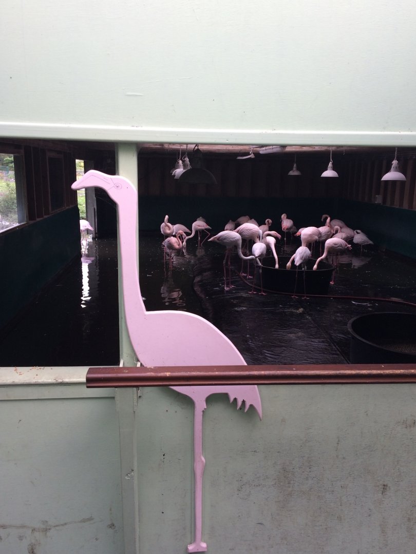 Greater Flamingo indoor enclosure