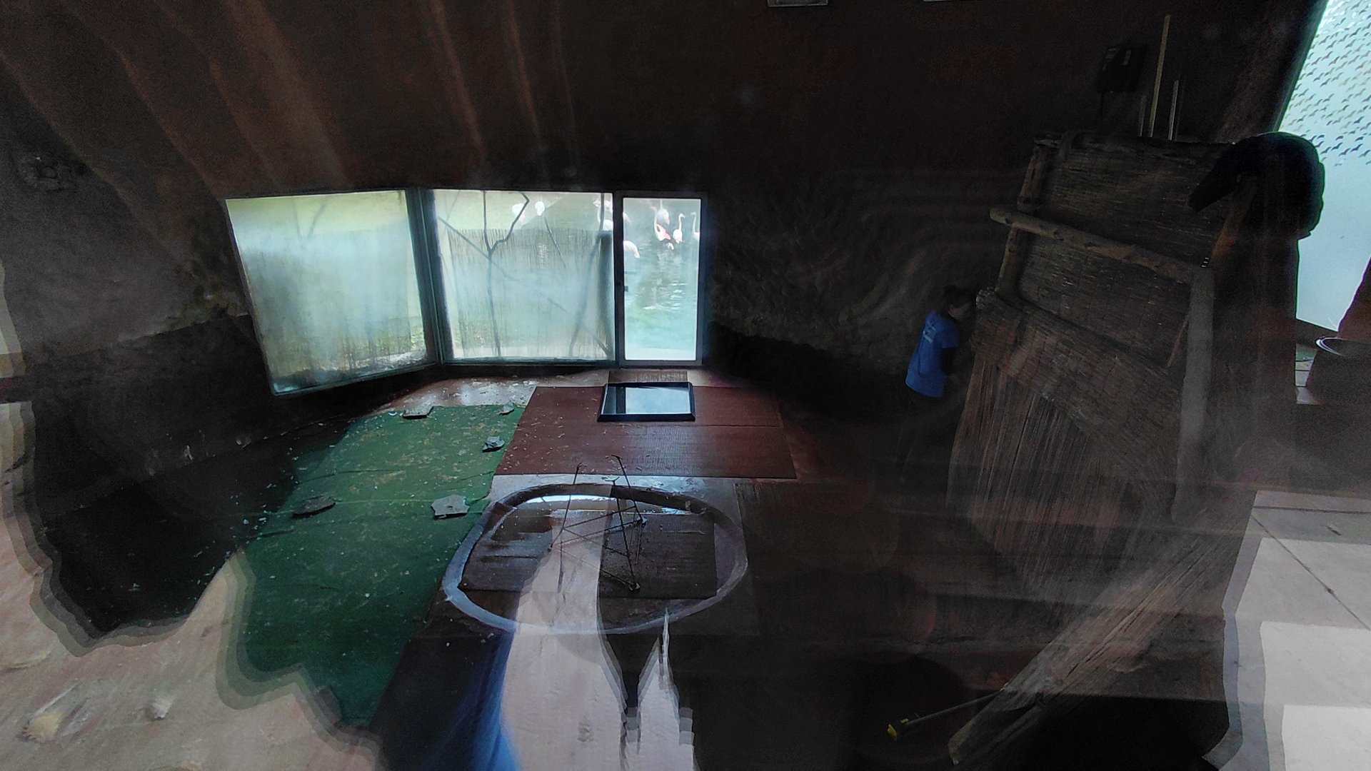 Greater flamingo indoor exhibit