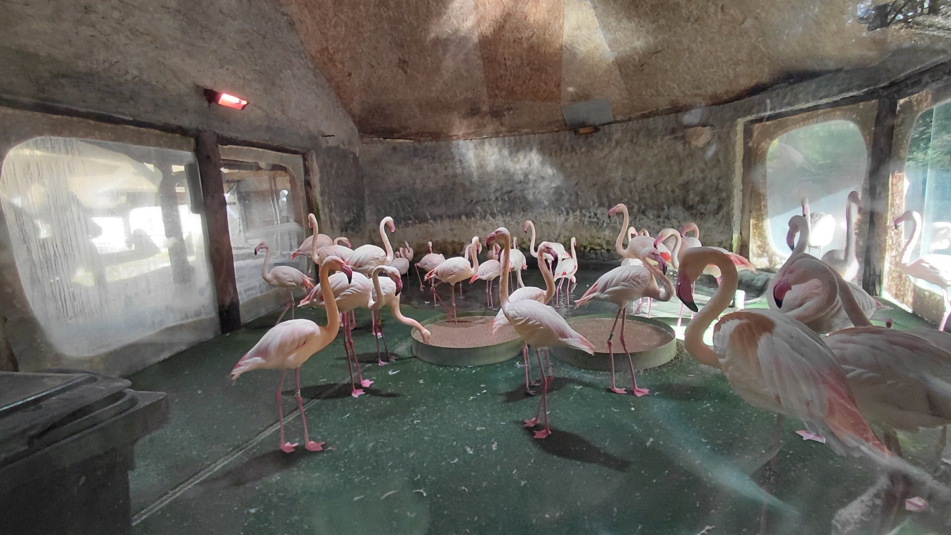 Greater flamingo indoor exhibit