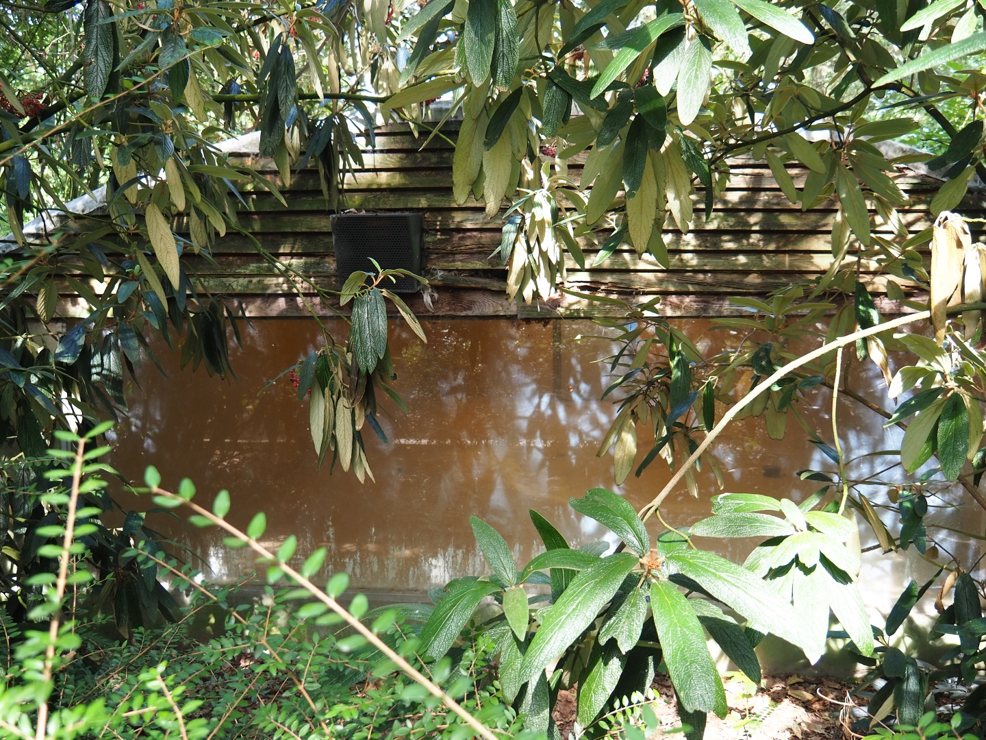 Greater flamingo indoor housing shack (Sep 16th, 2018)