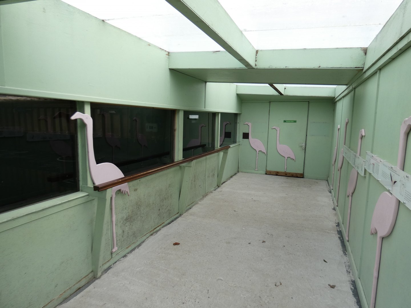 Greater flamingo indoor viewing area
