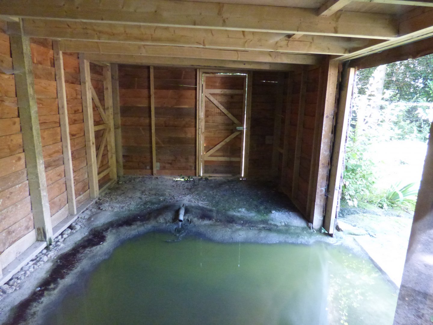 Greater Flamingo Indoor