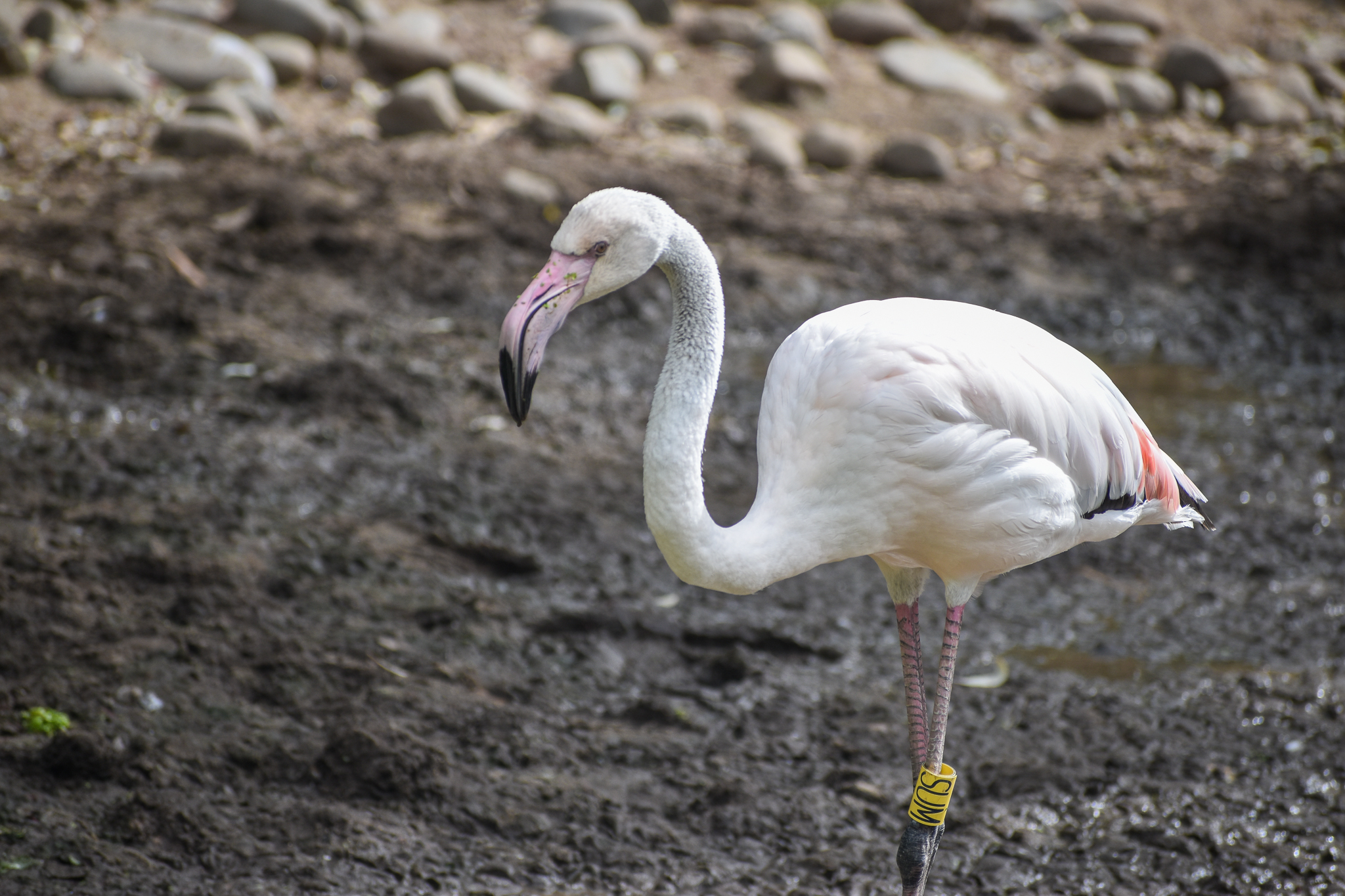 Greater Flamingo (juvenile)