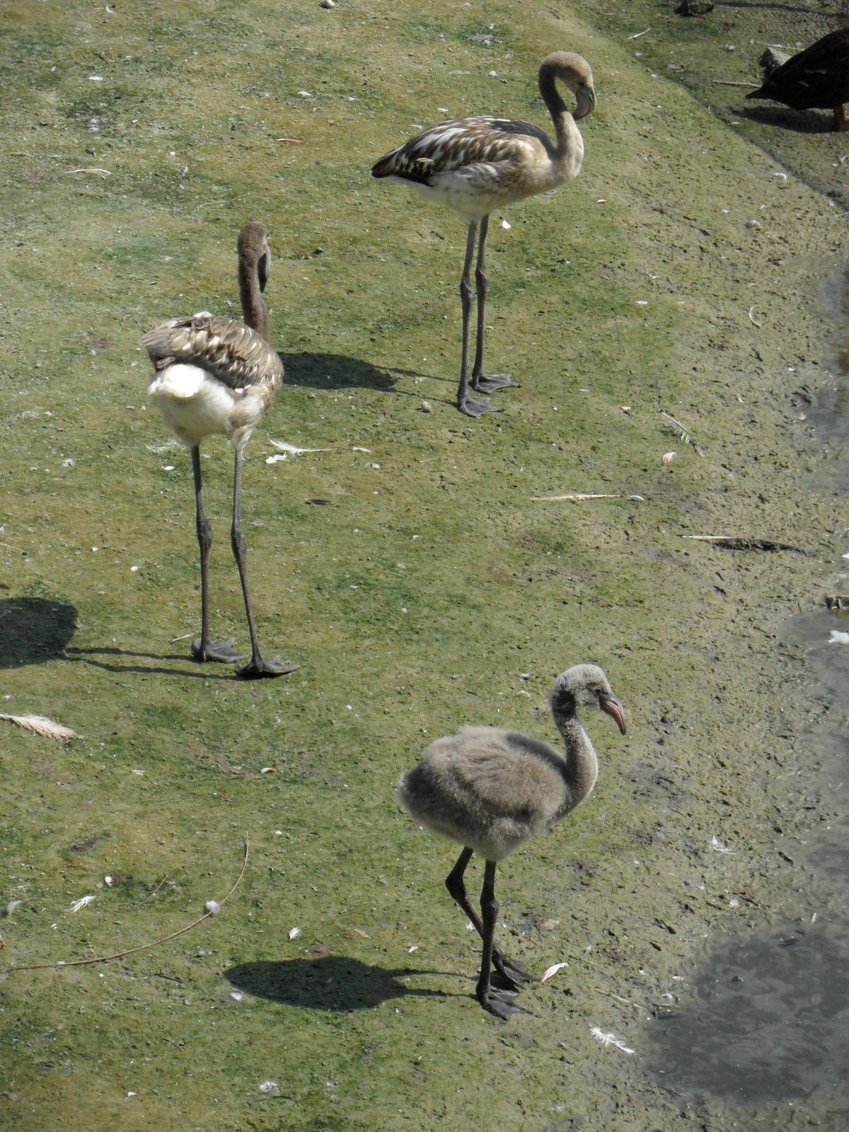 Greater flamingo juveniles and chick 2012