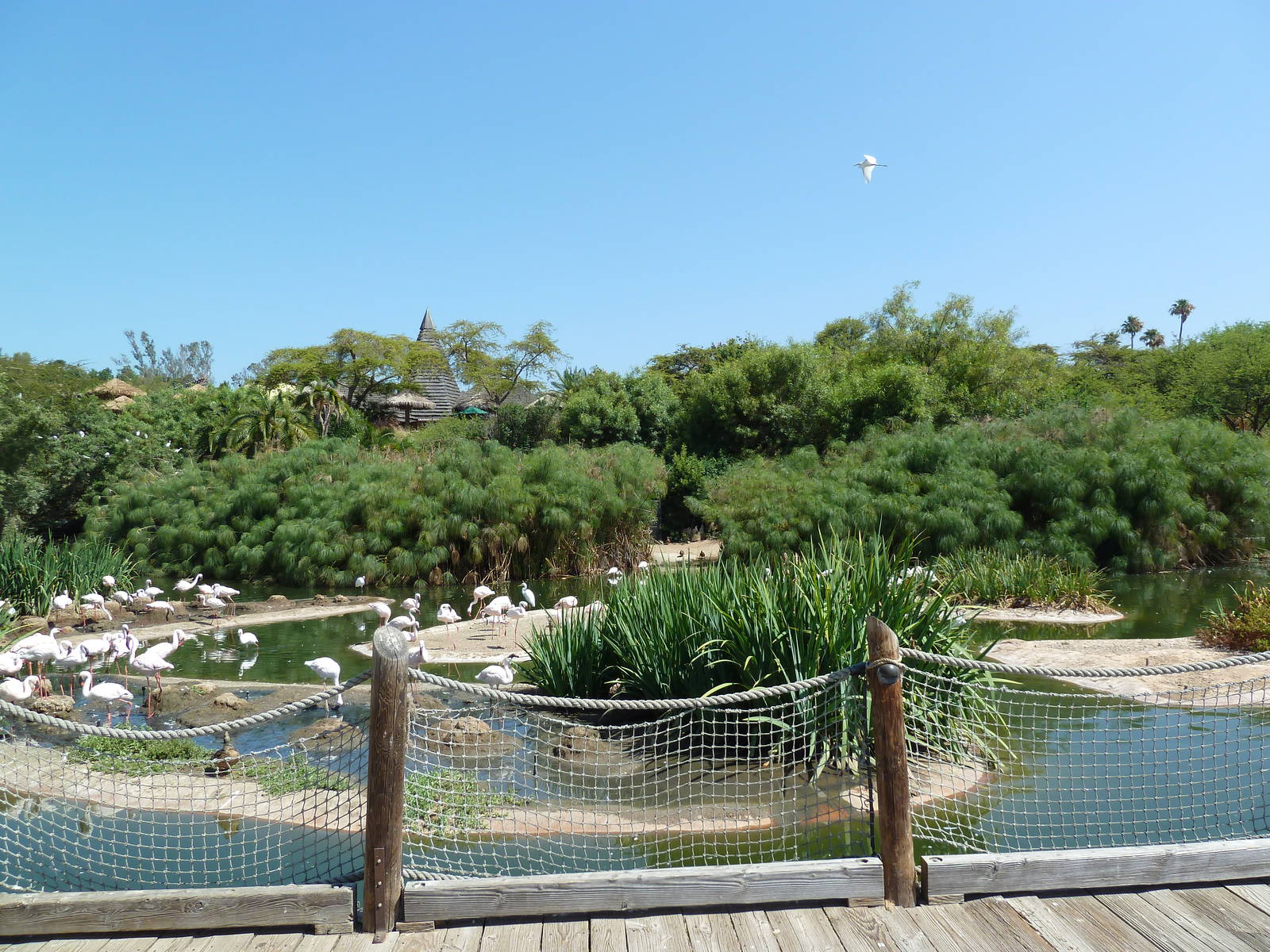 Greater Flamingo Lagoon