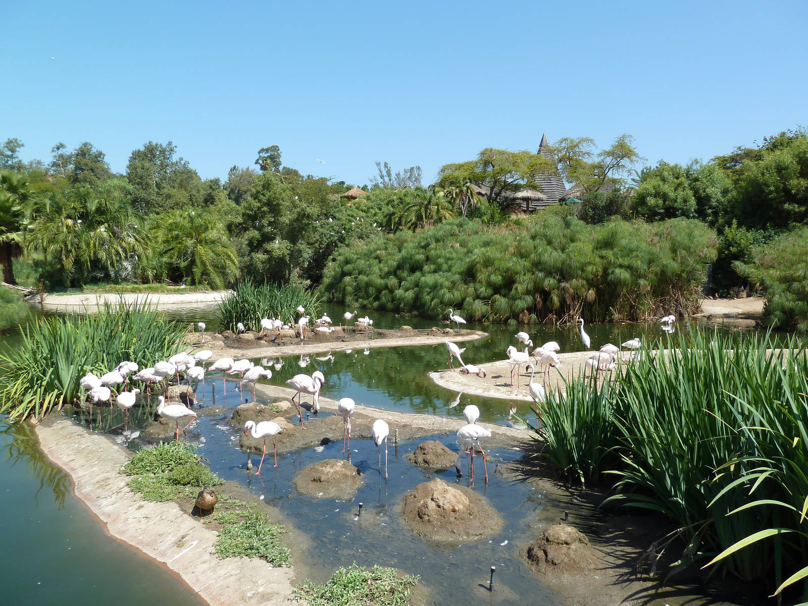 Greater Flamingo Lagoon