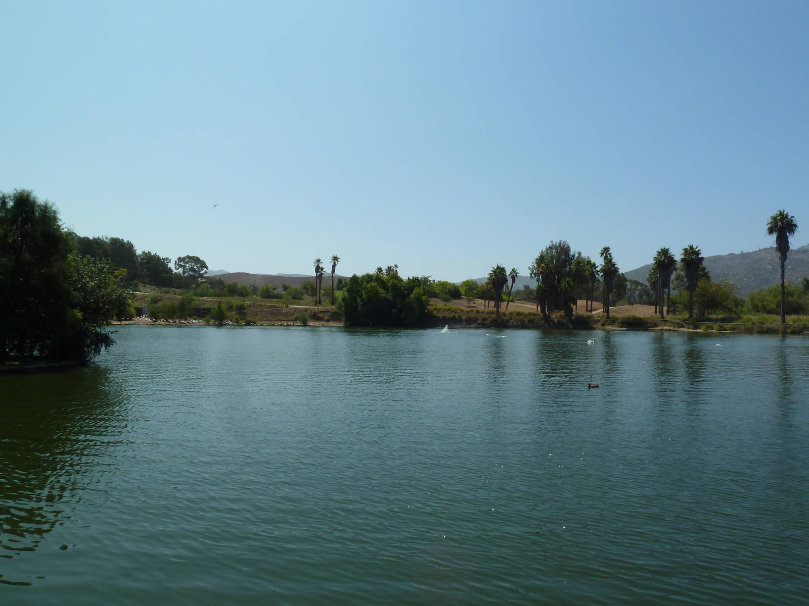 Greater Flamingo Lagoon