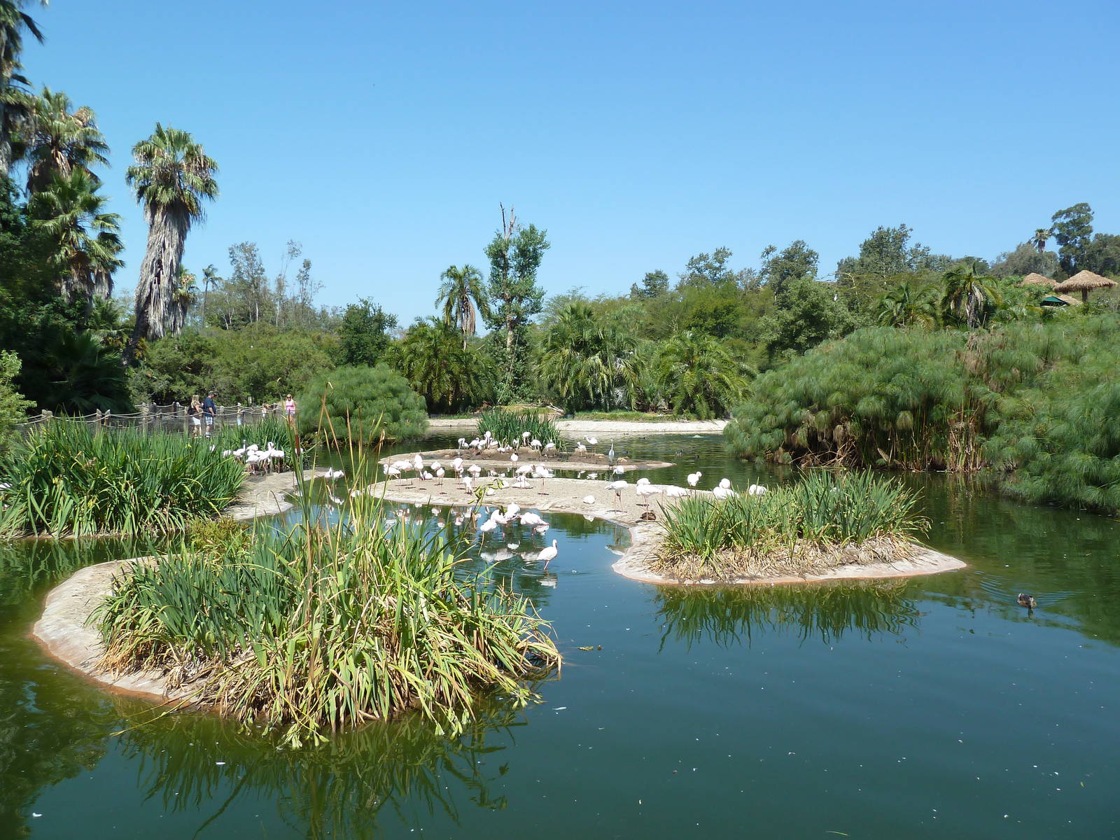 Greater Flamingo Lagoon