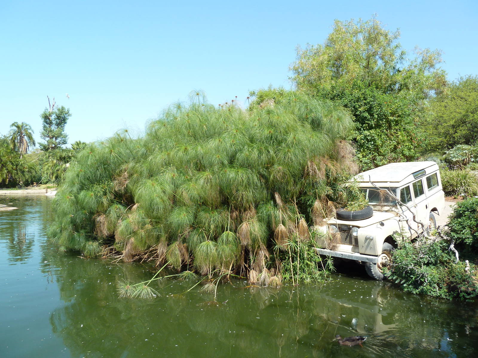 Greater Flamingo Lagoon