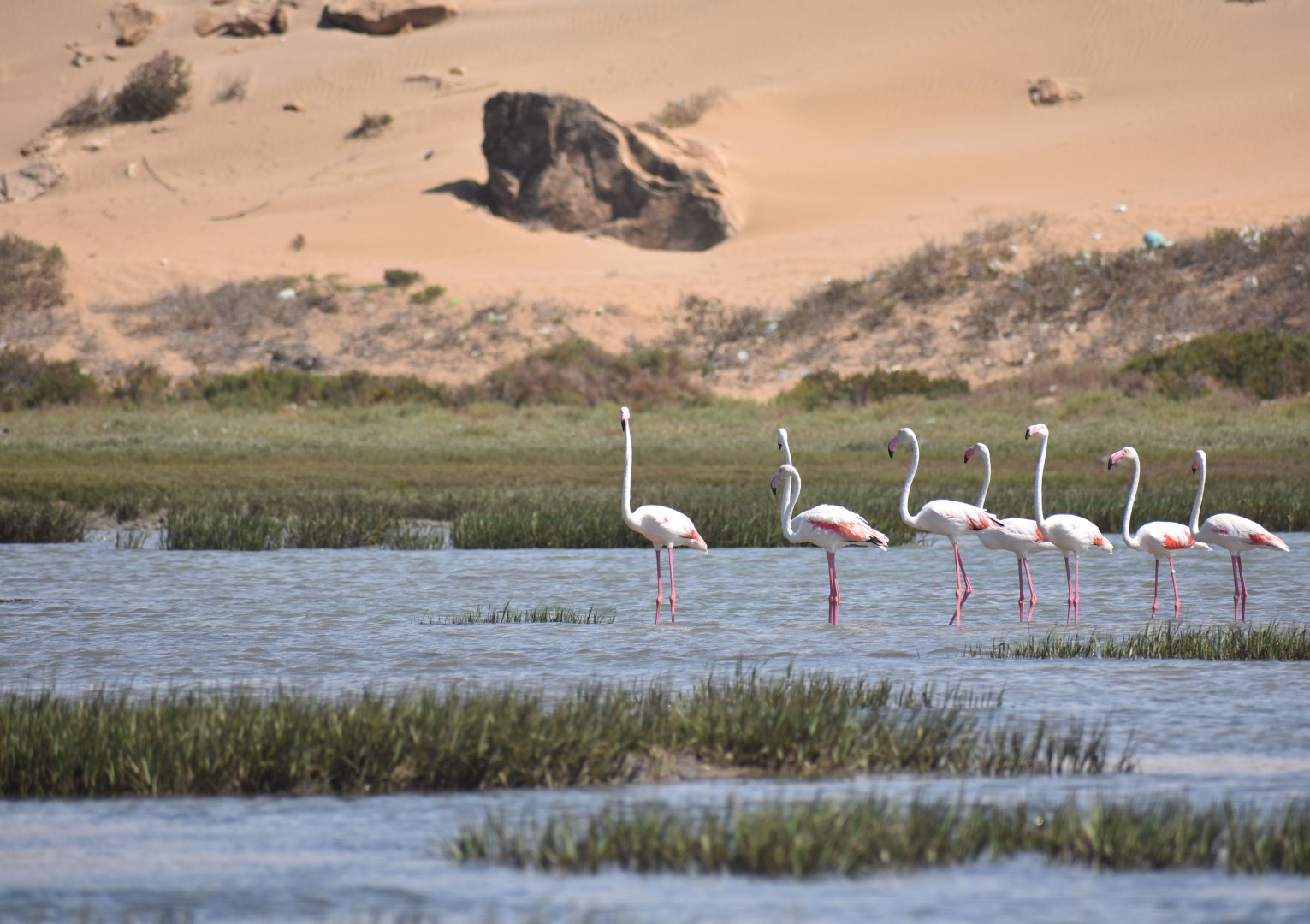 Greater flamingo - (Lagune de Khnifiss)