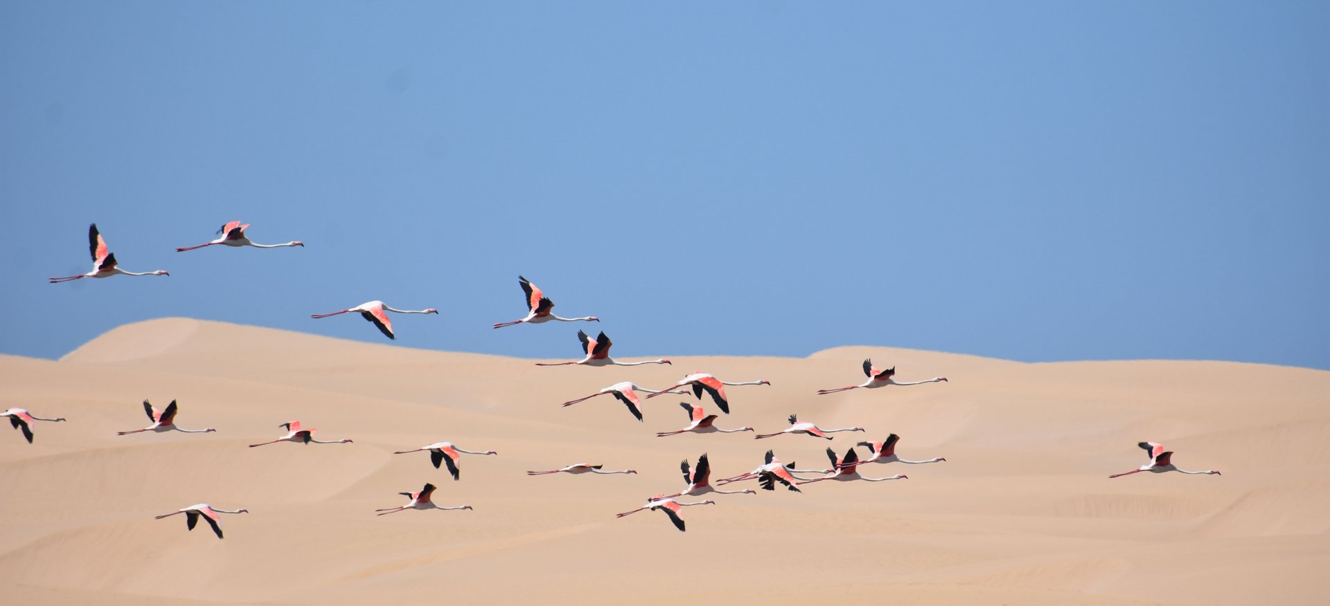 Greater flamingo - (Lagune de Khnifiss)