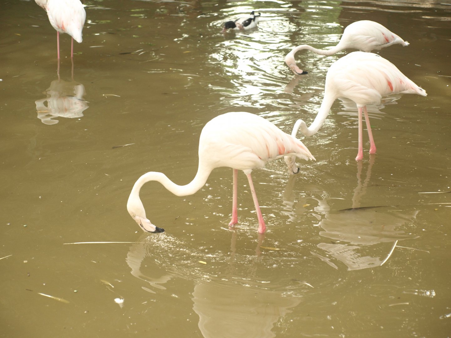 Greater flamingo - Lake View Point Bird park 12/7/2018