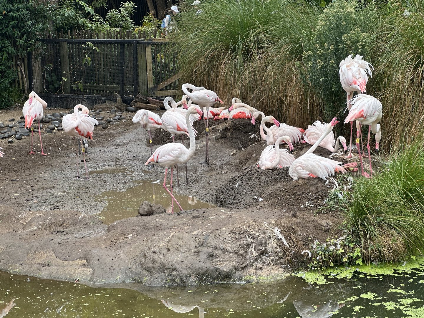 Greater Flamingo (Nest Site)