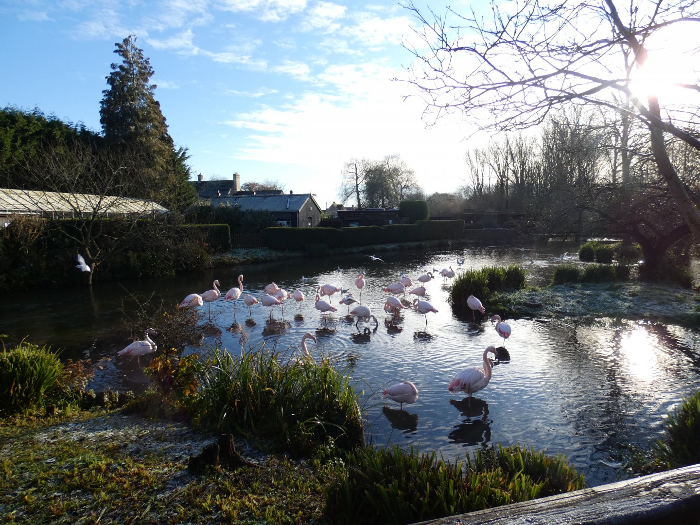 Greater Flamingo on a winters morning