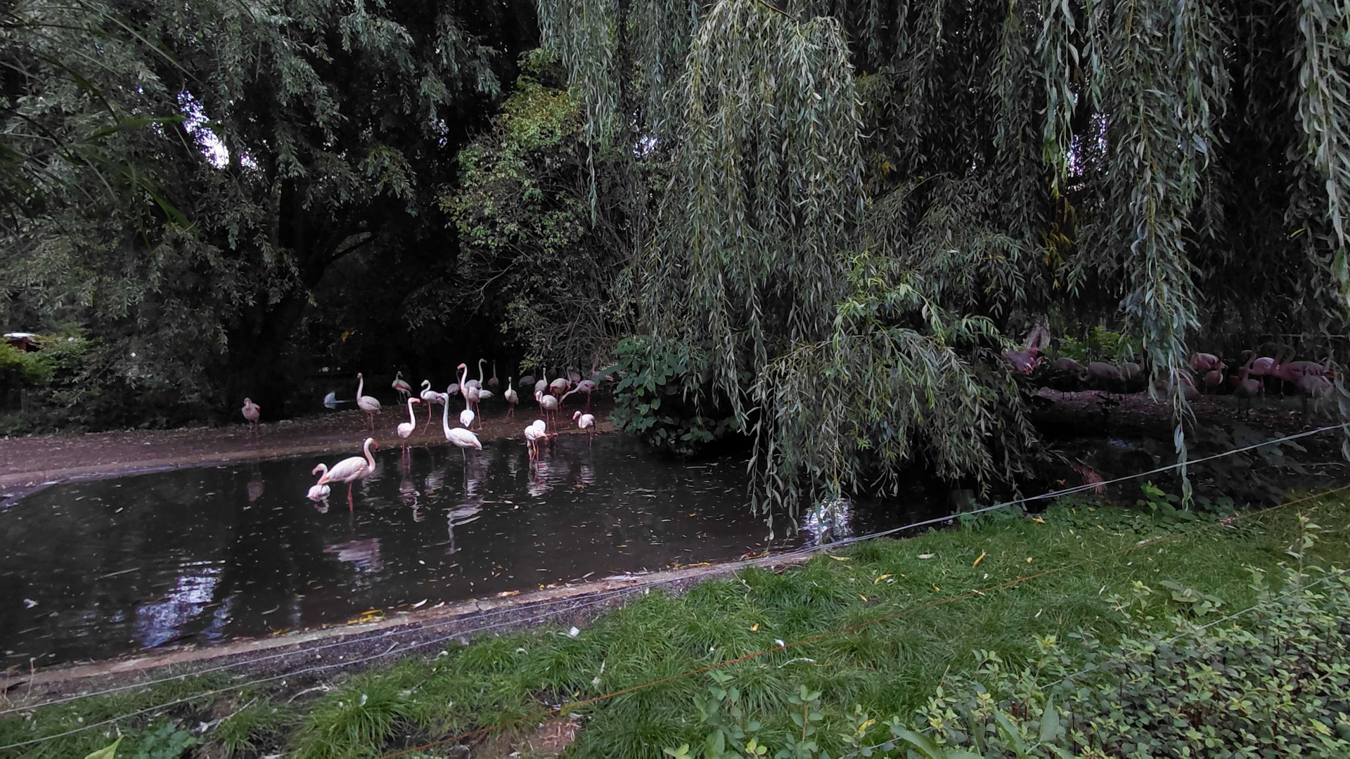 Greater flamingo outdoor exhibit