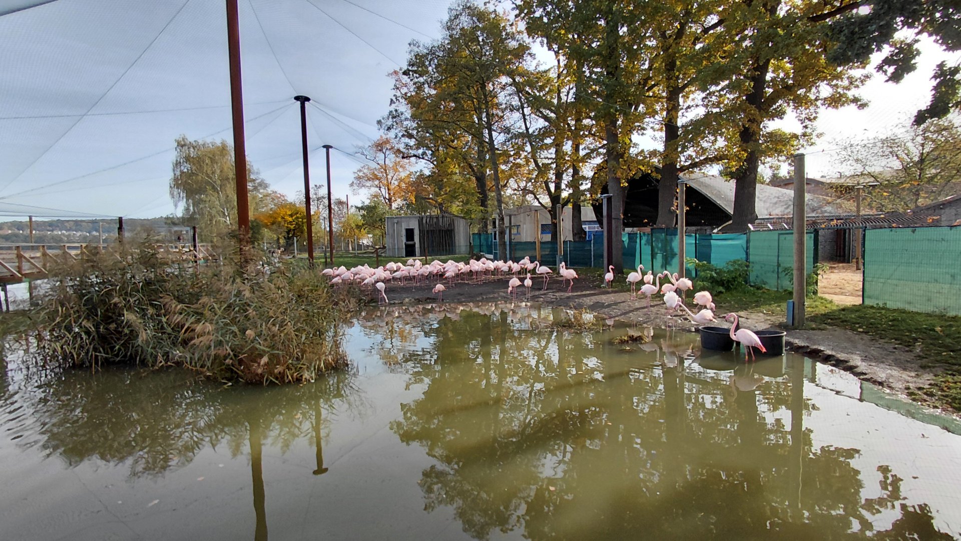 Greater flamingo outdoor exhibit