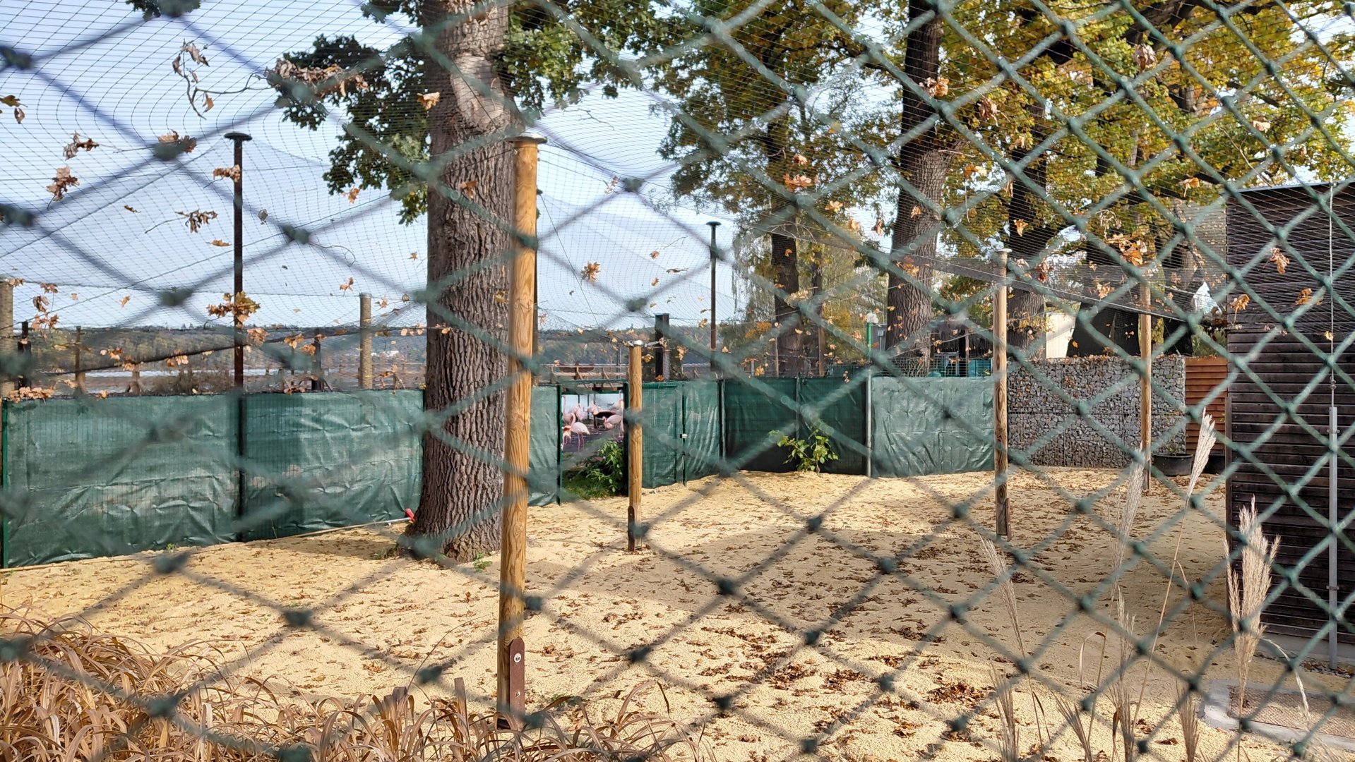 Greater flamingo outdoor exhibit