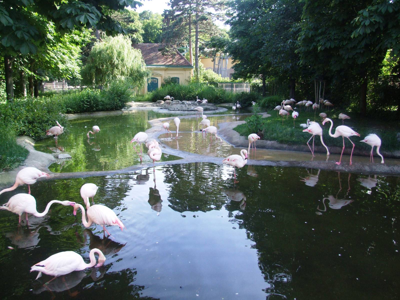 Greater Flamingo Paddock at Vienna, 14/06/13
