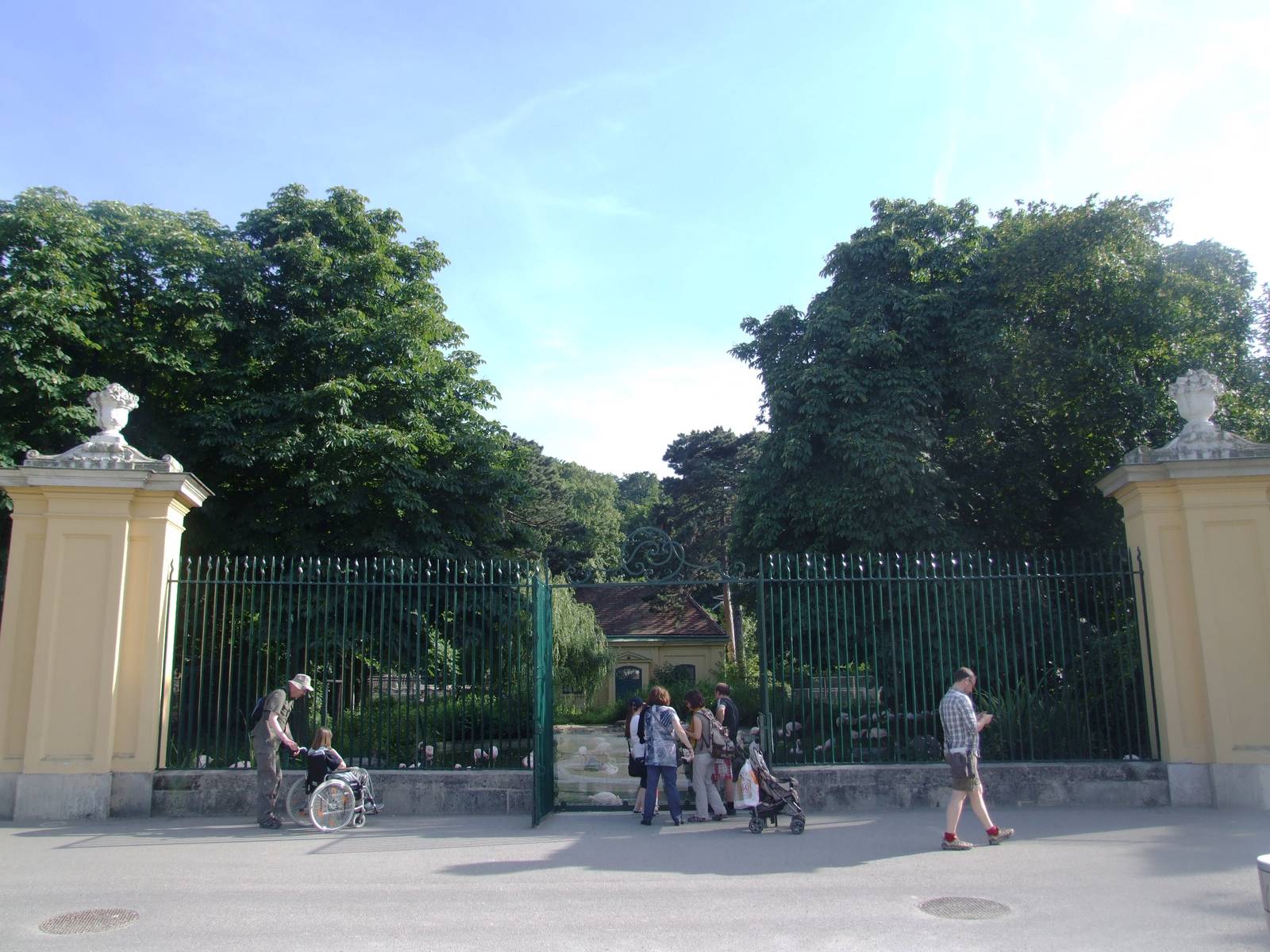 Greater Flamingo Paddock at Vienna, 14/06/13