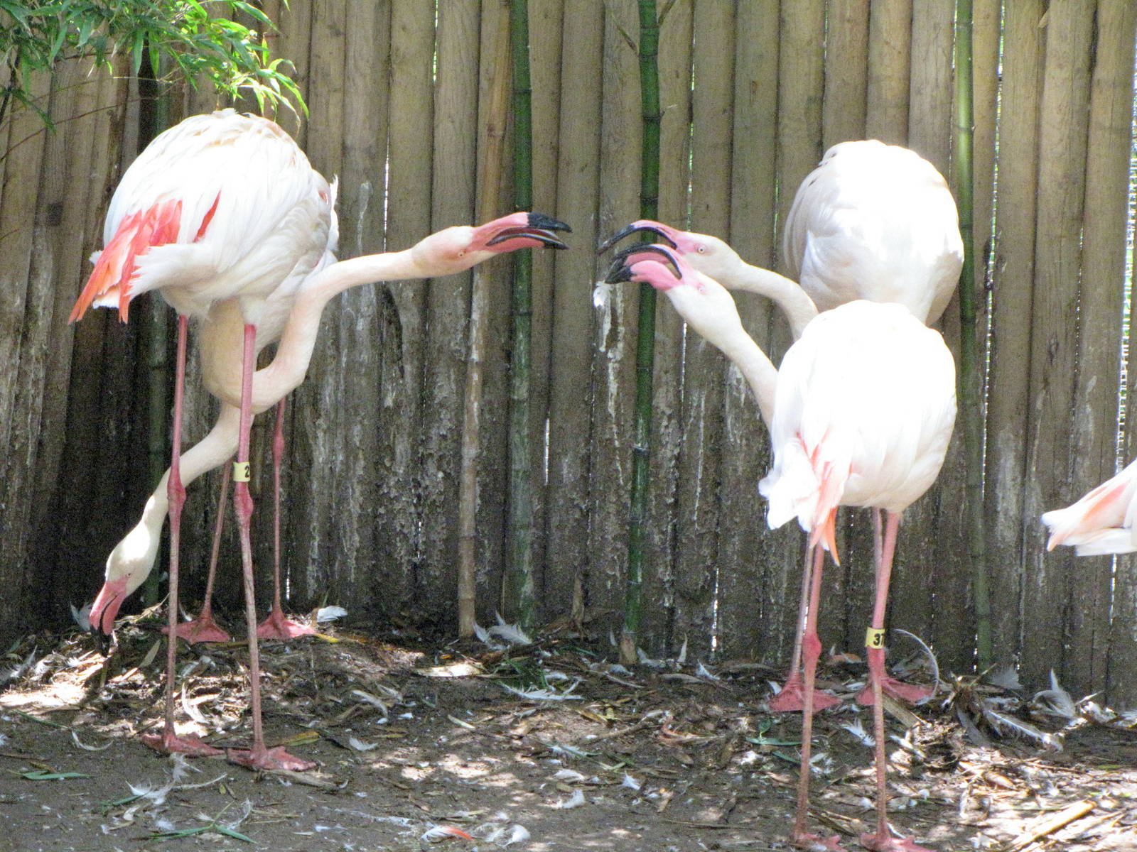Greater Flamingo Pairs Defending Nesting Space