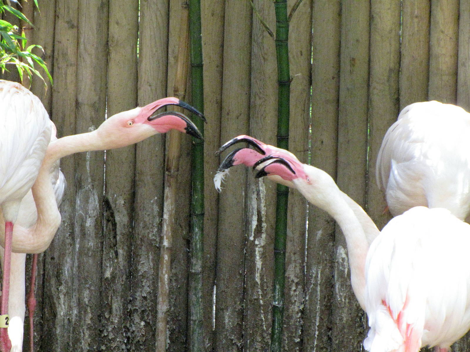 Greater Flamingo Pairs Defending Nesting Space