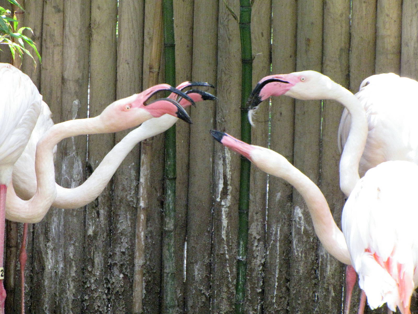 Greater Flamingo Pairs Defending Nesting Space