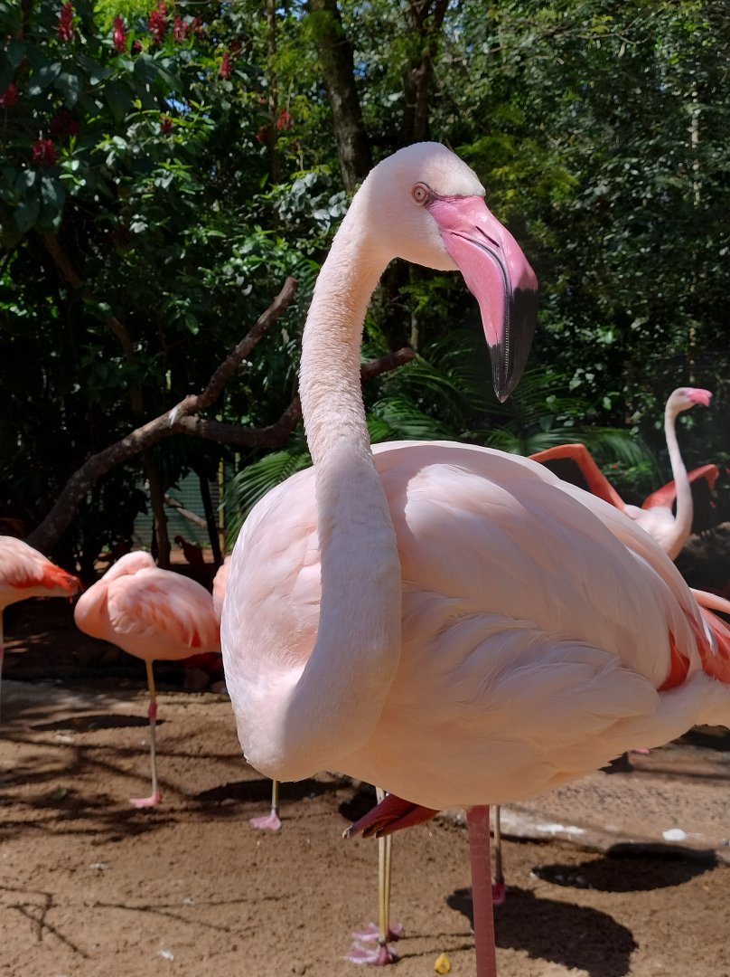 Greater flamingo - Parque das Aves