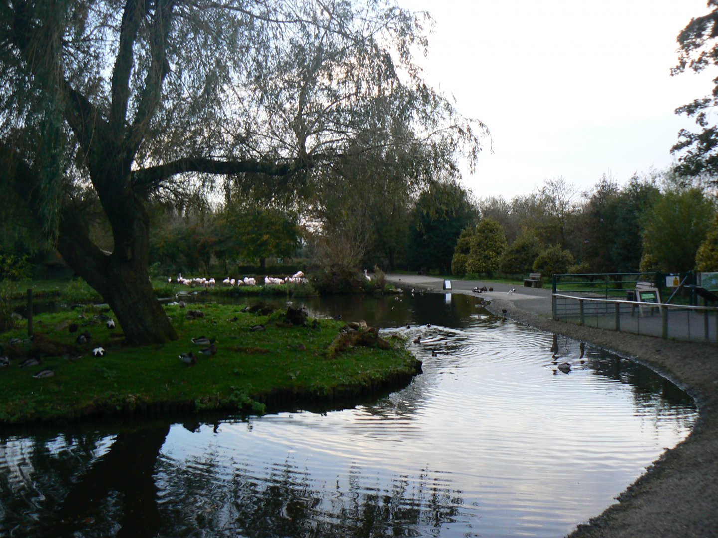Greater Flamingo Pen - 14 October 2017